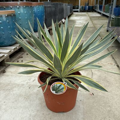 Yucca gloriosa 'Variegata (Palmlelie) OP=OP