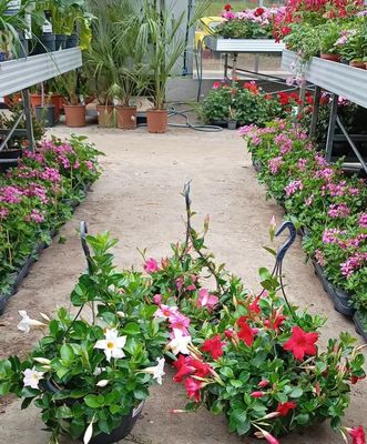 Mandeville (Sundaville) Hangplanten Rood OP=OP