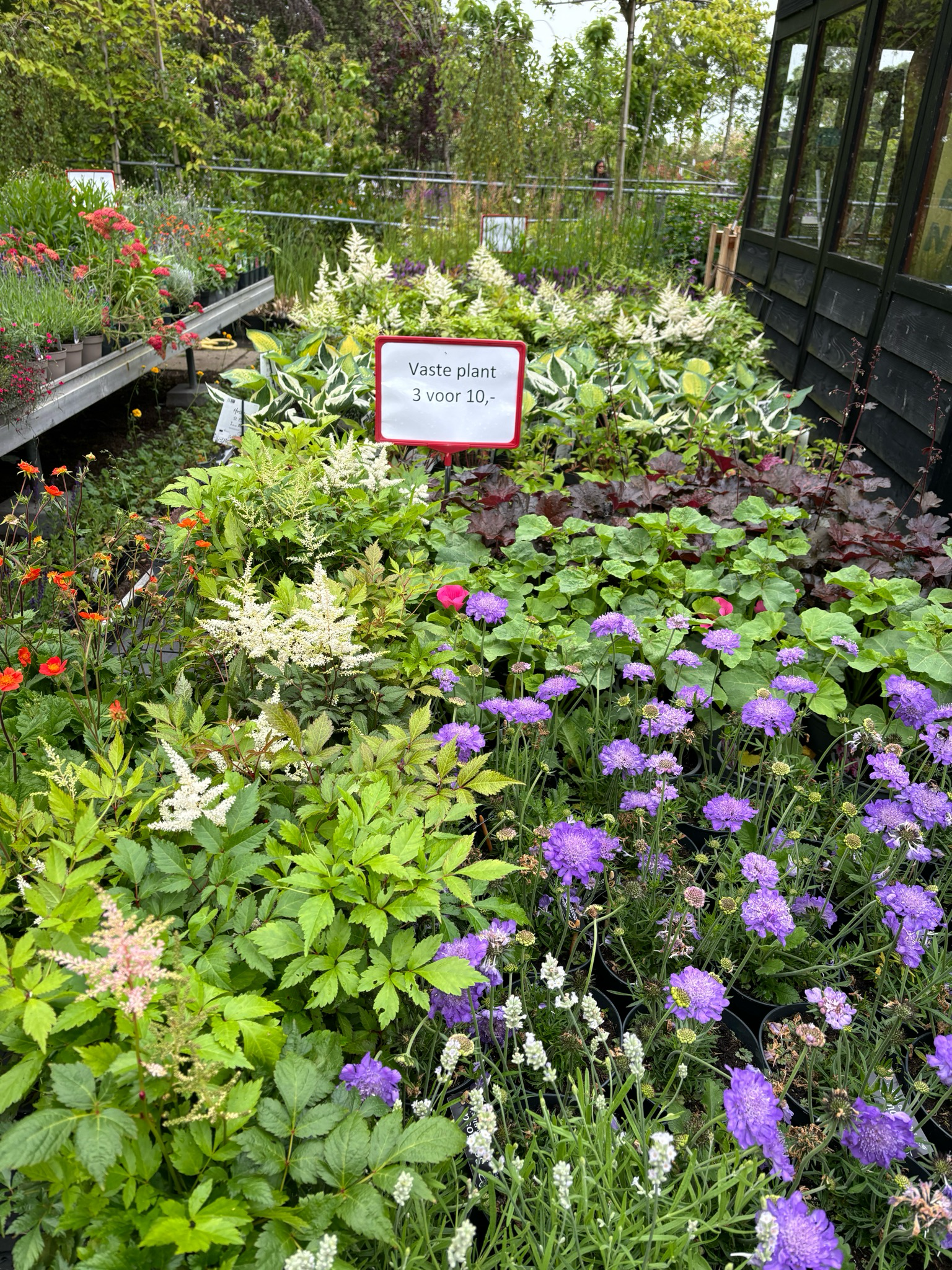 Vaste planten Afwisselend assortiment 3 voor €10 OP=OP