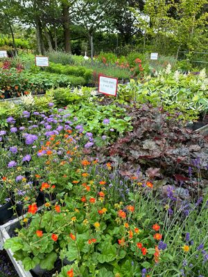 Afwisselend Assortiment  Vaste planten 3 voor 10,- 
OP=OP