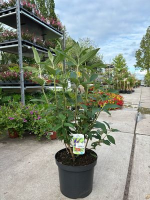 Buddleja Verschillende Kleuren ( Vlinderstruik) OP=OP