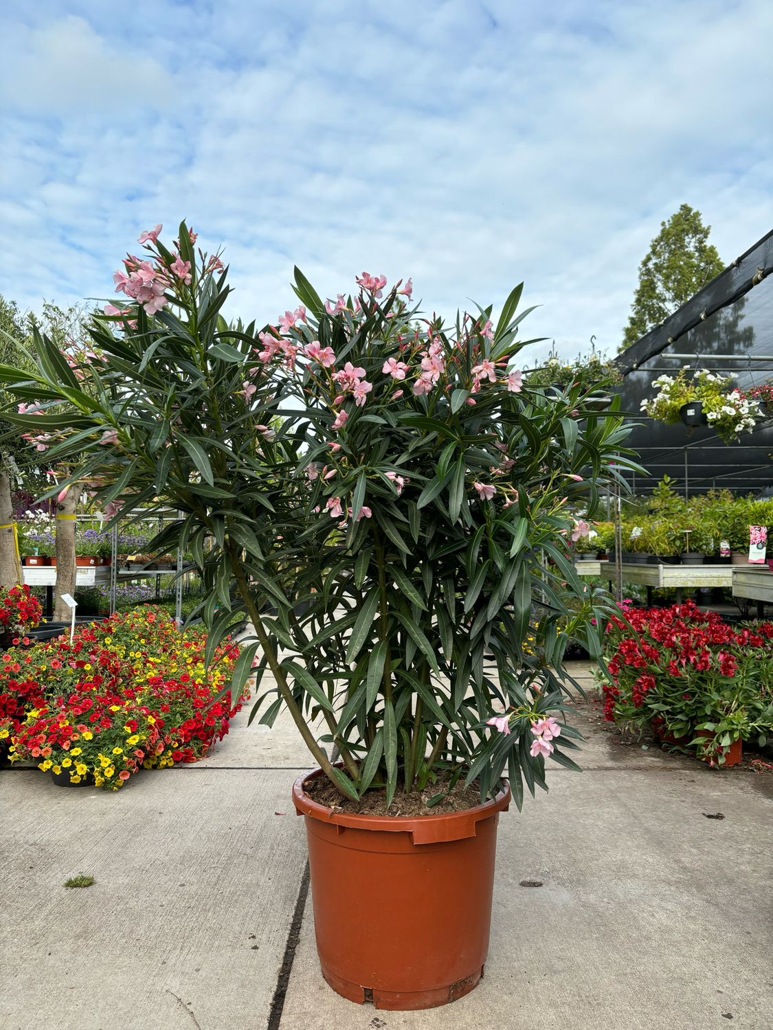 Nerium Oleander (Oleander) Xxl OP=OP