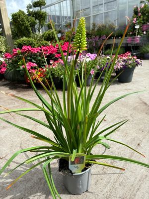 Kniphofia Flamenco (Vuurpijl) 3voor €10 OP=OP