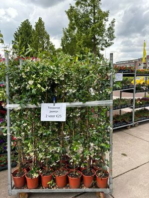 Trachelospermum jasminoides  (Toscaanse Jasmijn wit )   1 voor €14,95 -2 voor €25 OP=OP