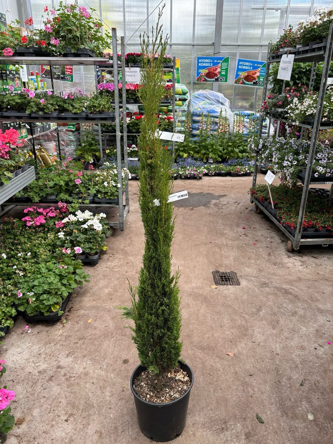 Cupressus Sempervirens Pyramidalis (Italiaanse cipres)