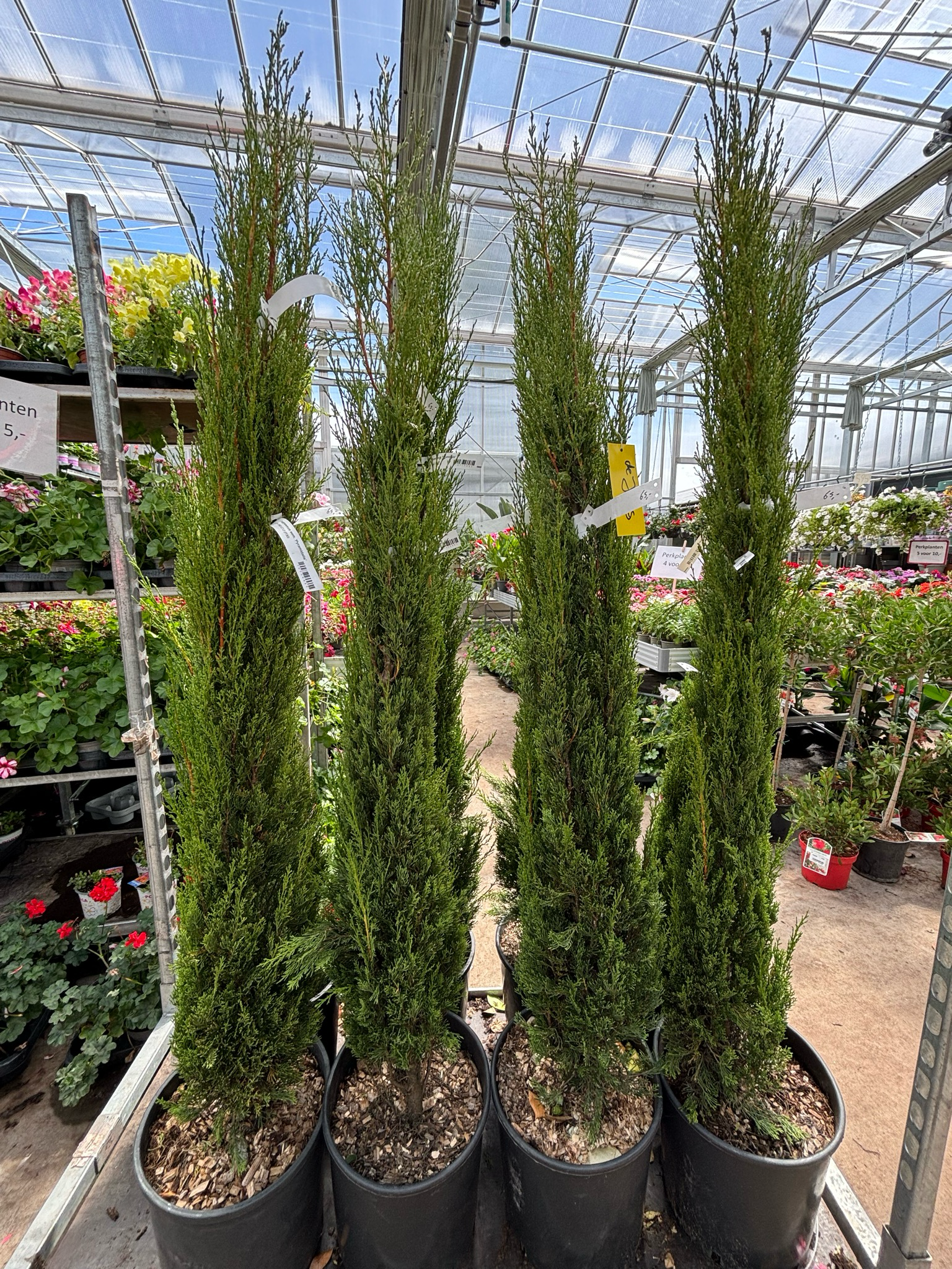Cupressus Sempervirens Pyramidalis (Italiaanse cipres)