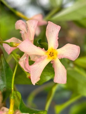 Trachelospermum pink showers 'Toscaanse Jasmijn' roze OP=OP