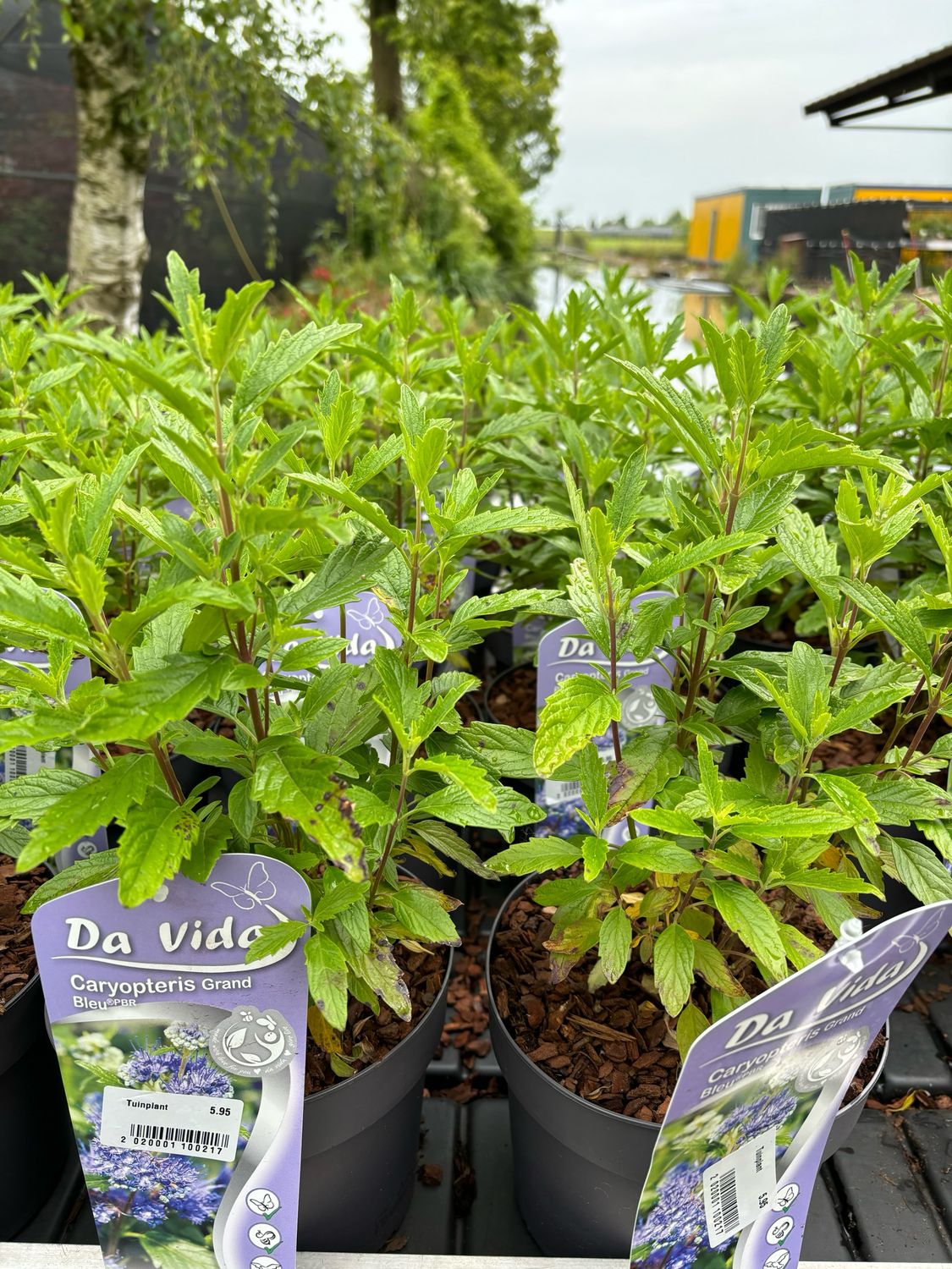 Caryopteris Grand Blue (Blauwbaard) OP=OP
