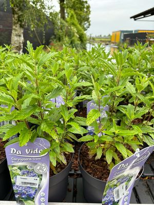 Caryopteris Grand Blue (Blauwbaard) OP=OP
