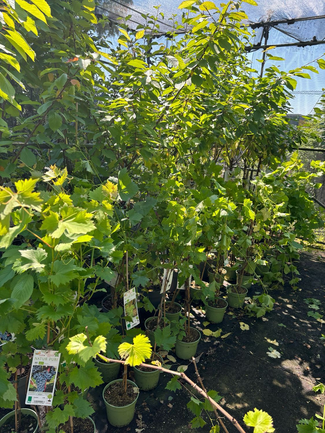 Vitis vinifera (Druif) Verschillende soorten druiven OP=OP