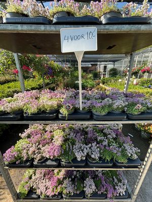 Thymus (Kruiptijm) 4 Voor €10 OP=OP Verschillende Soorten