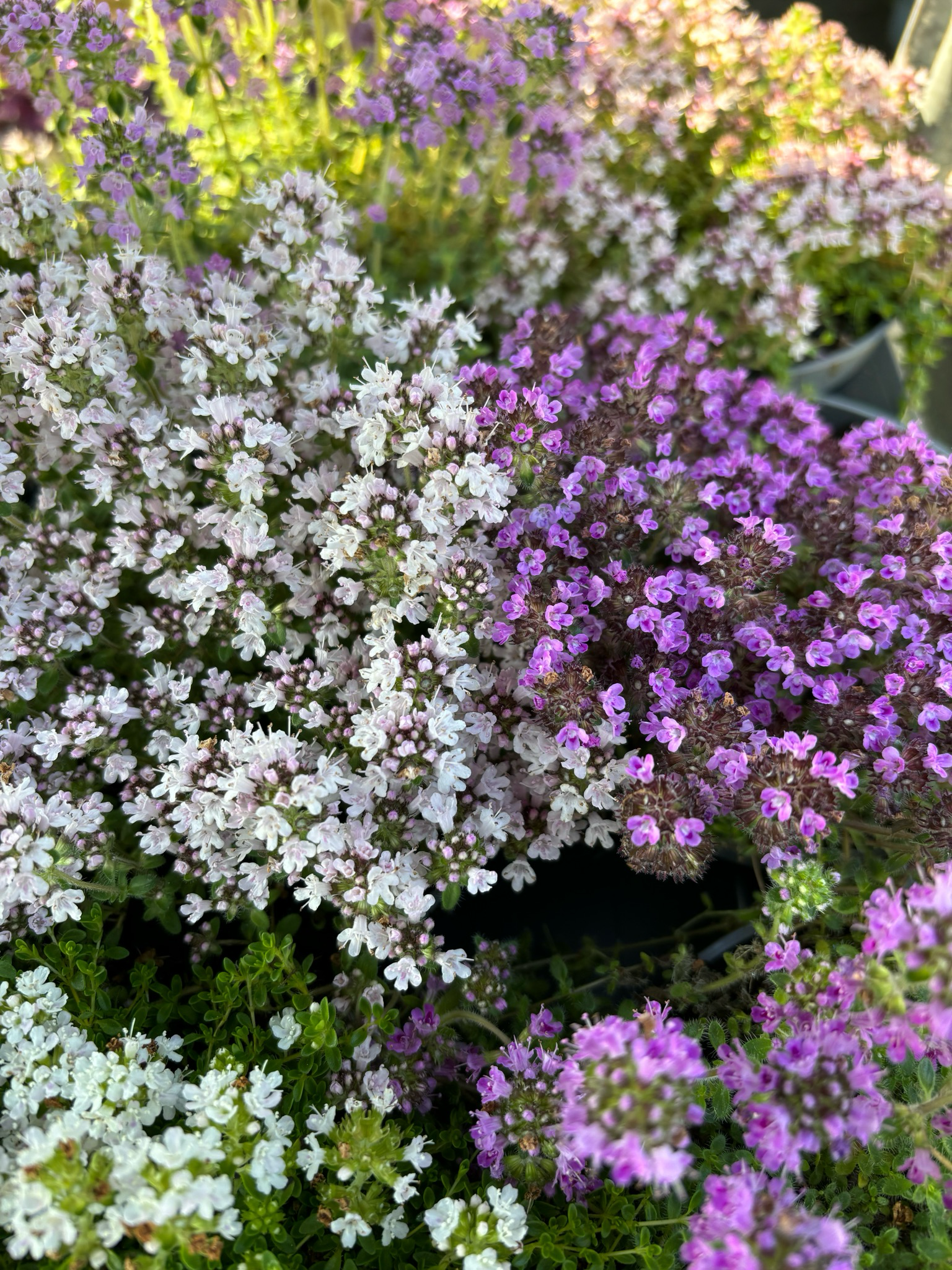 Thymus (Kruiptijm) 4 Voor €10 OP=OP Verschillende Soorten