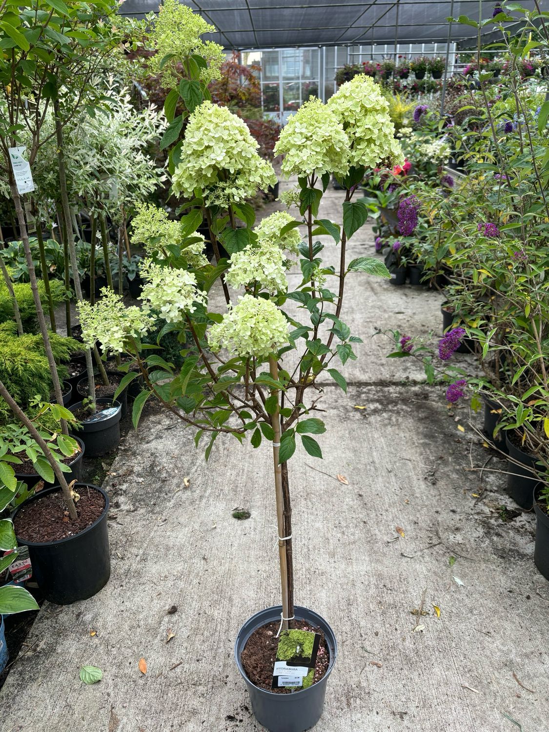 Hydrangea 'Limelight' (Pluimhortensia op stam) OP=OP