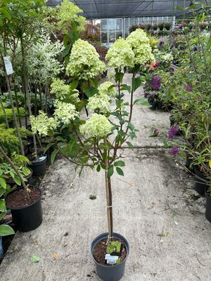 Hydrangea 'Limelight' (Pluimhortensia op stam) OP=OP