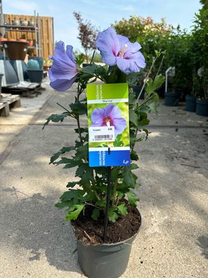 Hibiscus (Chinese roos) Verschillende soorten OP=OP