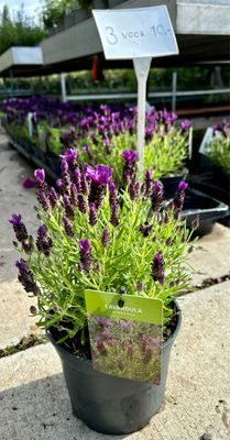 Vlinder lavendel (Lavandula stoechas) 3 voor €10  OP=OP