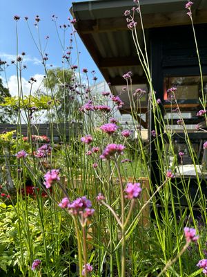 Verbena  bonariensis ( Ijzerhard) 3 voor €10 OP=OP