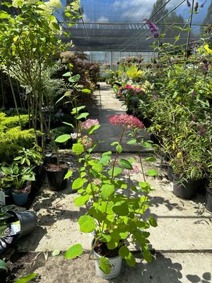 Hydrangea Pink Annabelle (Sneeuwbalhortensia)