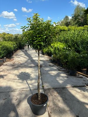 Prunus Lusitanica  Portugese laurier op stam OP=OP