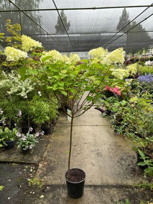 Hydrangea 'Limelight' / Hydrangea paniculata Vanille-Fraise
(Pluimhortensia op stam) OP=OP
