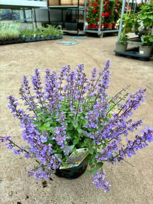 Nepeta faassenii Purrsian blue (kattenkruid) OP=OP