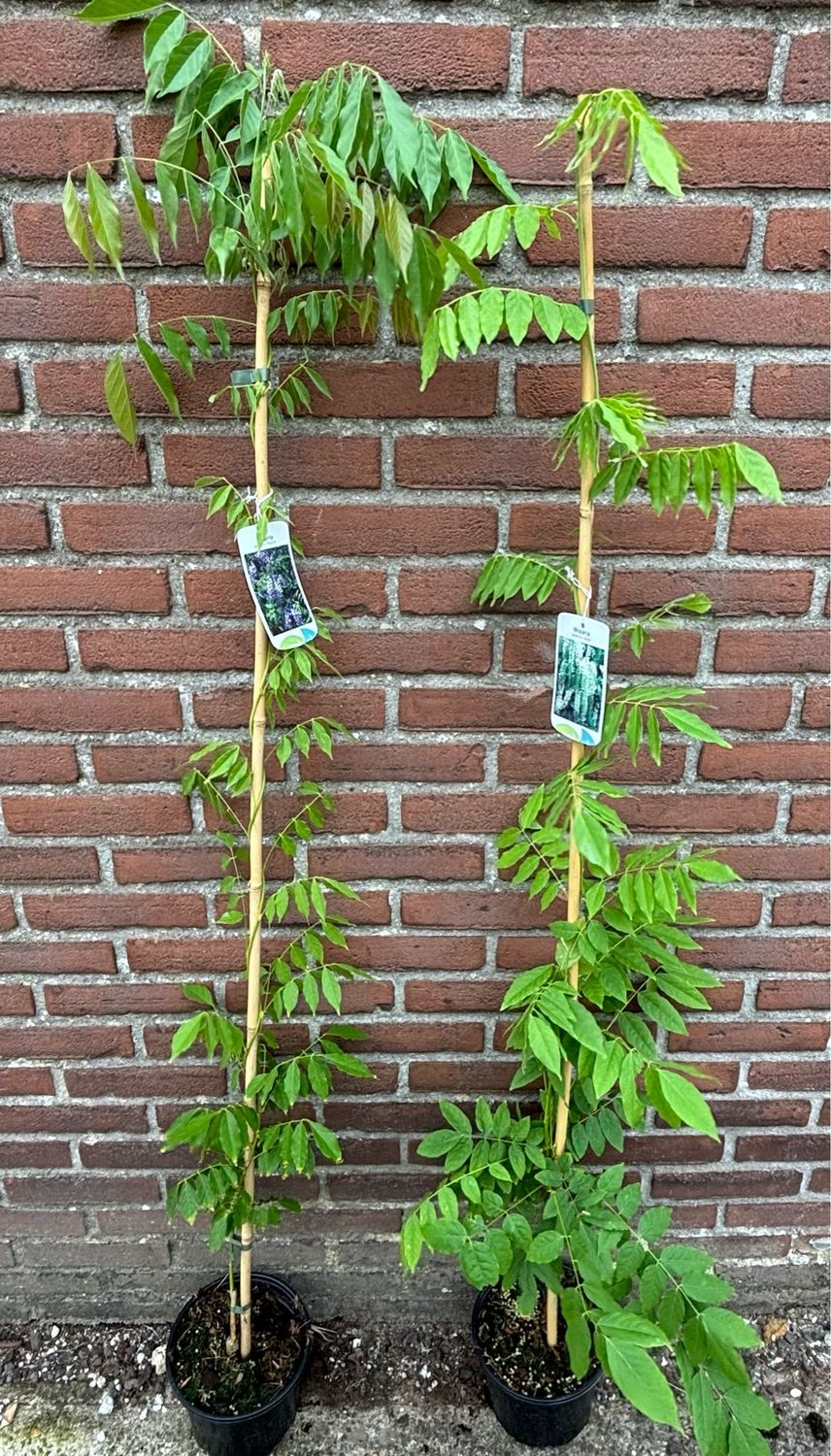 Wisteria (Blauwe en Witte  Regen) OP=OP