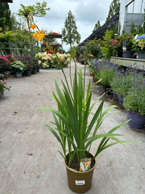 Crocosmia 'George Davidson' / Crocosmia ‘Carmine Brilliant’ (Montbretia) OP=OP