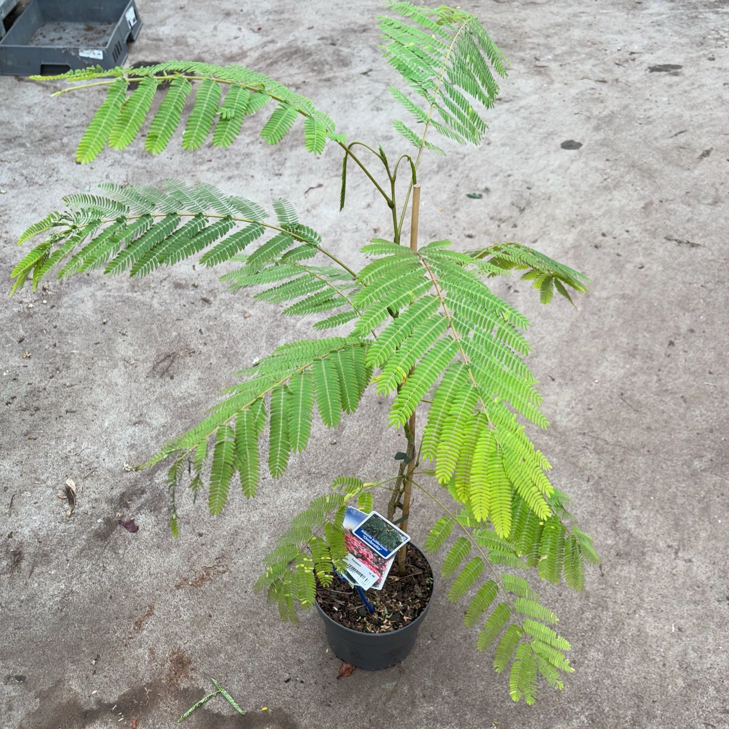 Albizia julibrissin Ombrella (Perzische Slaapboom) OP=OP