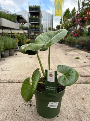 Farfugium Green Giant (Luipaardplant) OP=OP