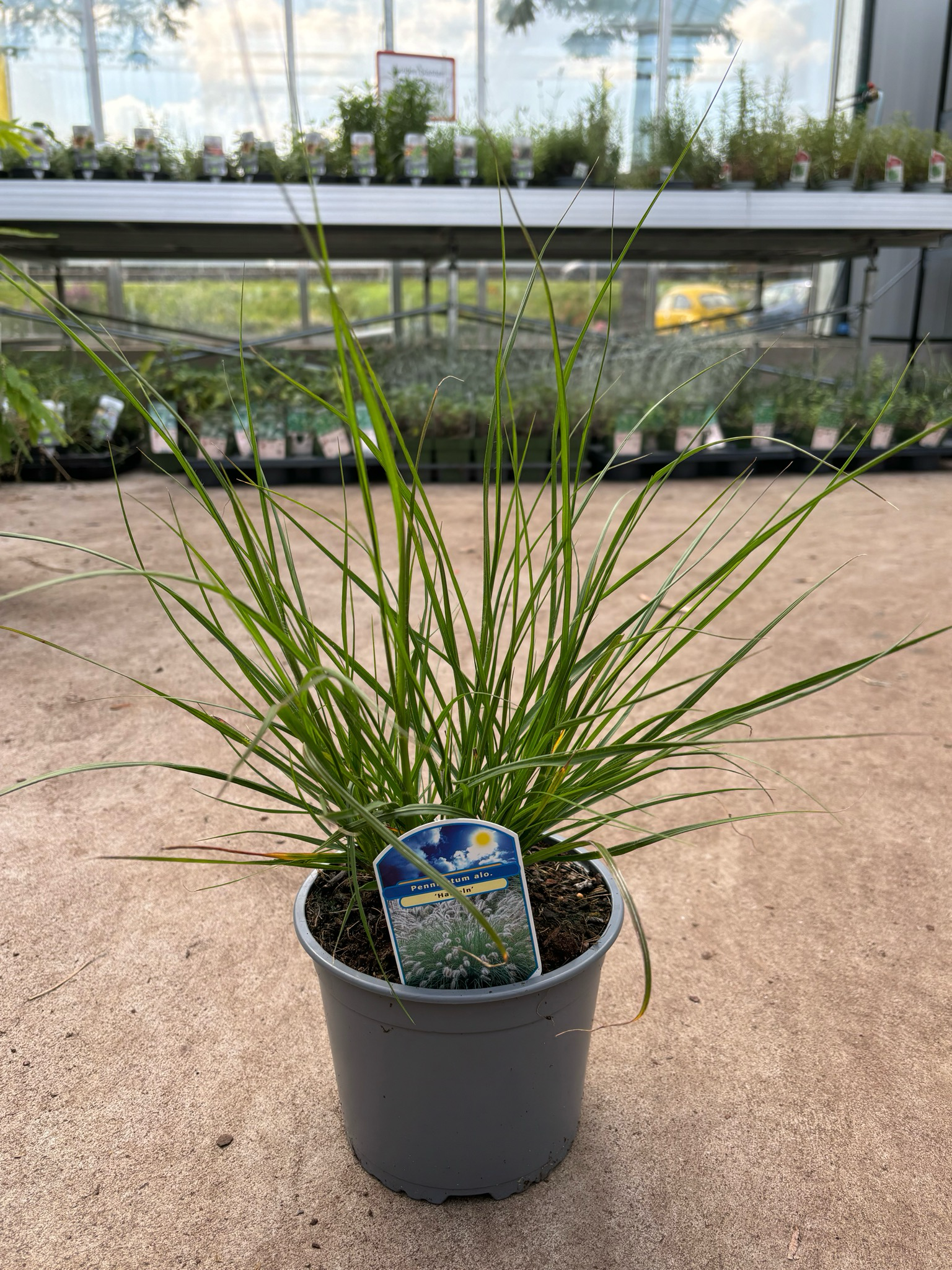 Pennisetum Alopecuroides 'Hameln' (Lampenpoetsersgras) OP=OP