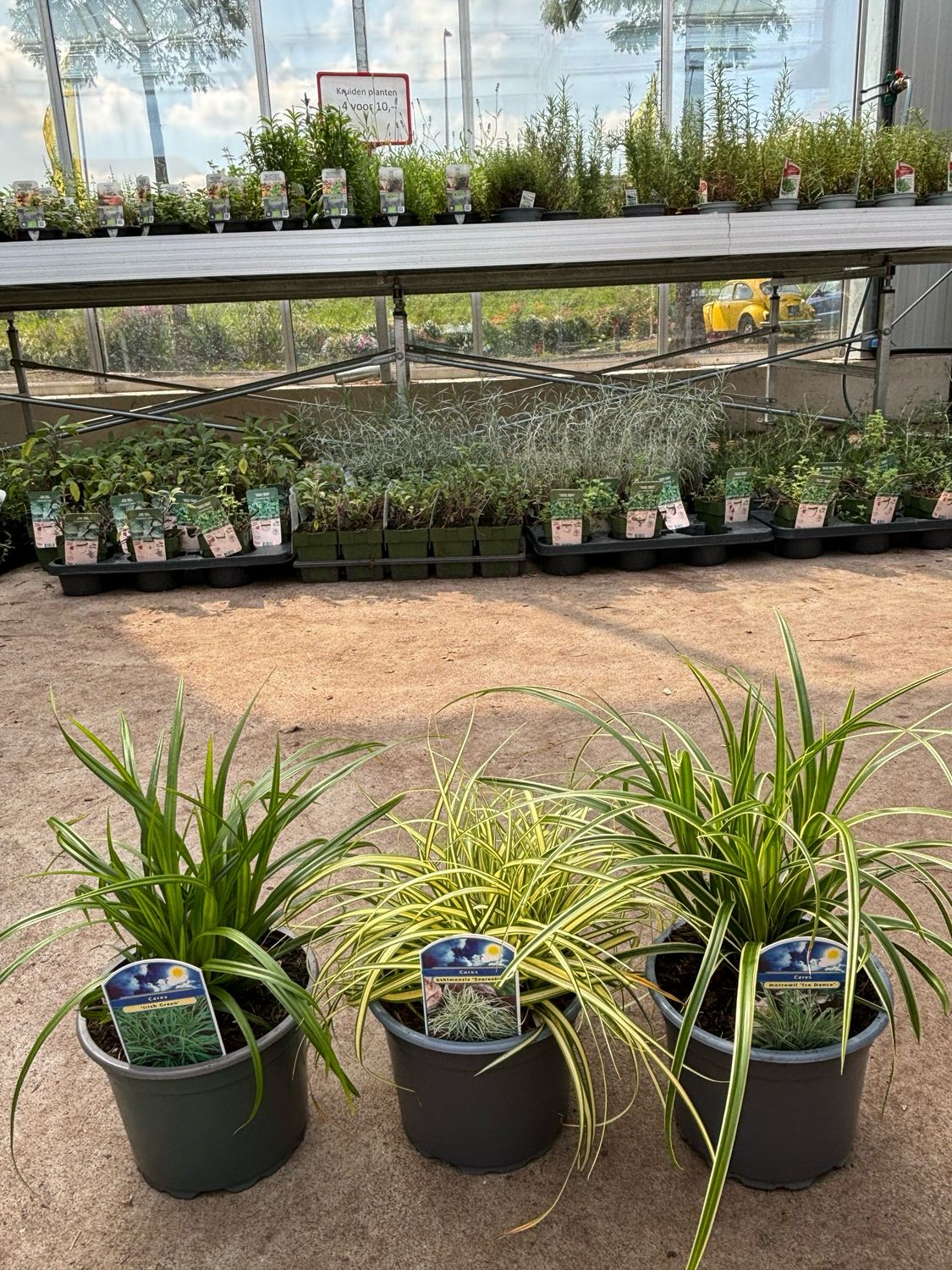 Verschillende Soorten Carex Gras ( Zegge) OP=OP