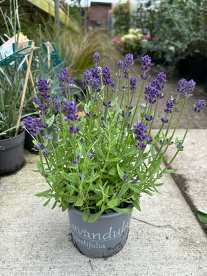 Lavandula (Lavendel) OP=OP
