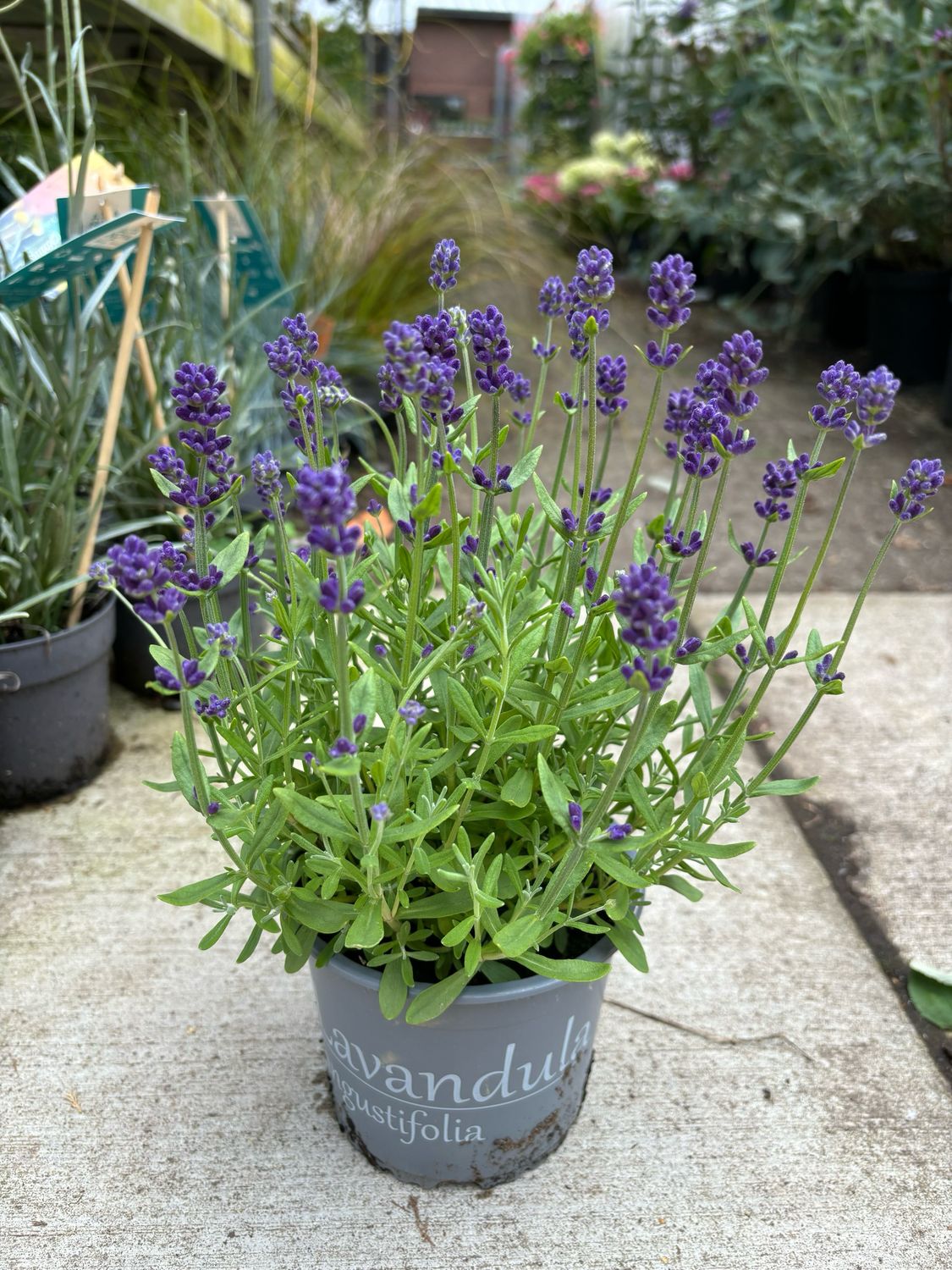 Lavandula (Lavendel) OP=OP