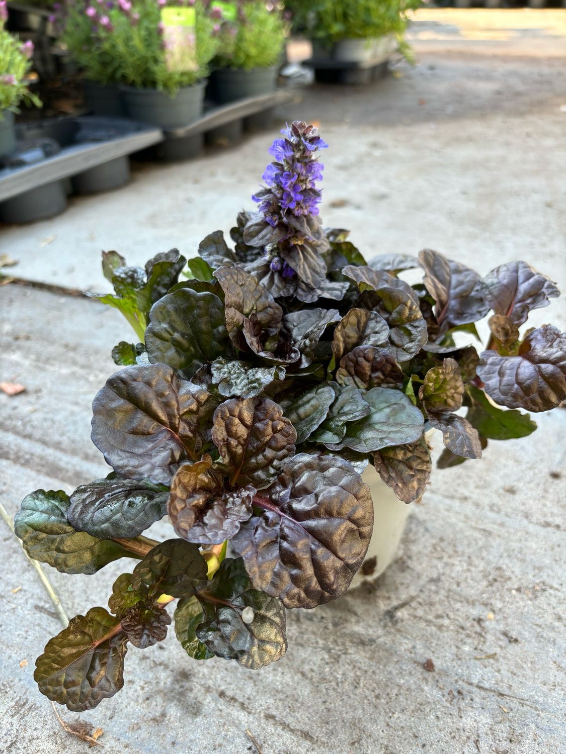 Ajuga reptans ‘Braunherz’ (Zenegroen) 3 Voor €10 OP=OP