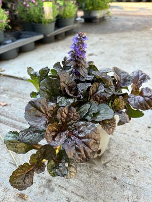 Ajuga reptans ‘Braunherz’ (Zenegroen) 3 Voor €10 OP=OP