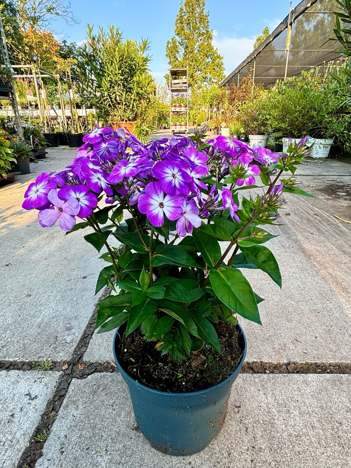 Phlox paniculata Light Purple (Vlambloem) OP=OP