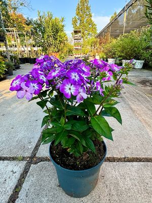 Phlox paniculata Light Purple (Vlambloem) OP=OP