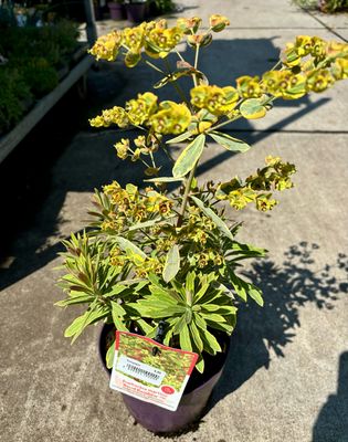 Euphorbia x martinii 'Ascot Rainbow' (Amandelwolfsmelk) OP=OP