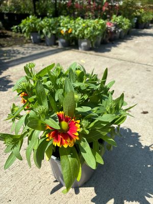 Gaillardia ×grandiflora (Kokardebloem) OP=OP