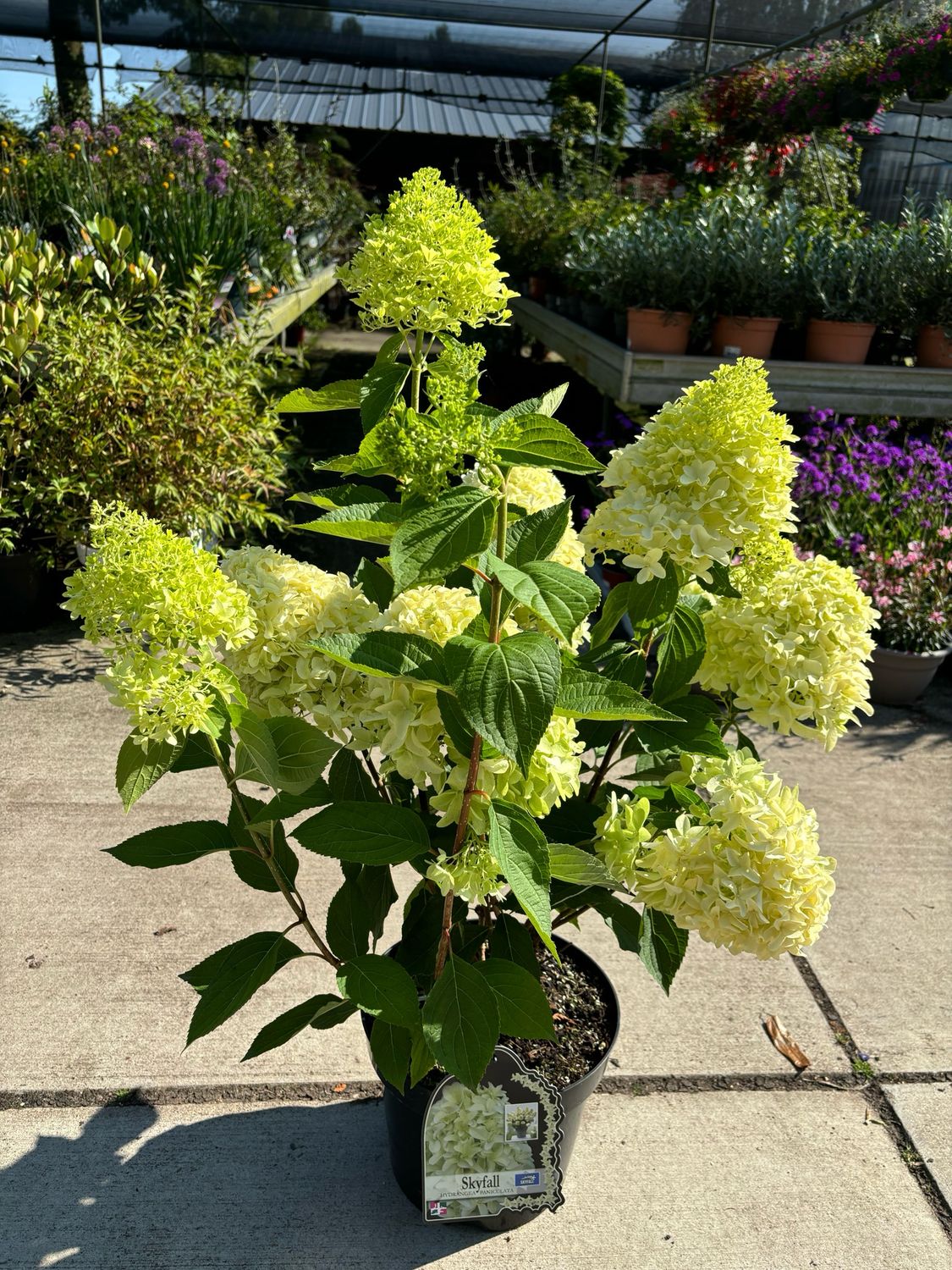 Hydrangea 'Skyfall' (Pluimhortensia) OP=OP
