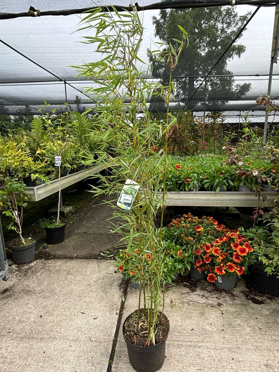 Fargesia robusta ‘Campbell’ (Bamboe) OP=OP