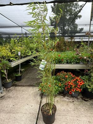 Fargesia robusta ‘Campbell’ (Bamboe) OP=OP