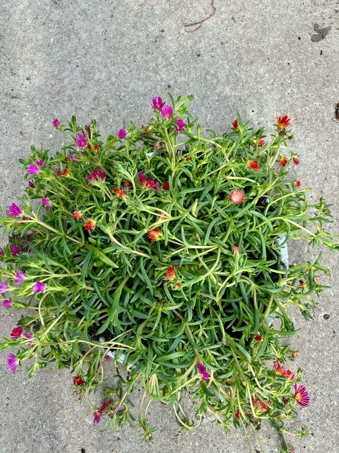 Delosperma (IJsbloem) Schaal OP=OP