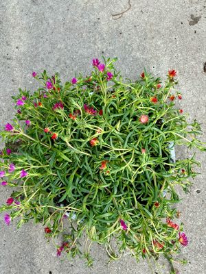 Delosperma (IJsbloem) Schaal OP=OP