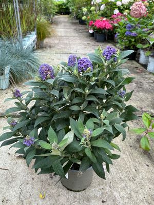 Buddleja (Compacte Vlinderstruik) OP=OP