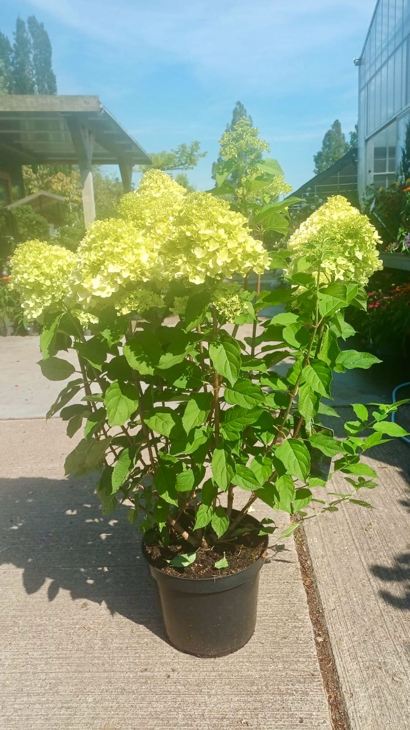 Hydrangea 'Limelight' (Pluimhortensia) OP=OP