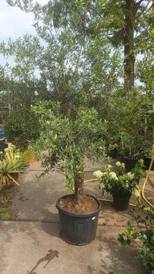 Olea europaea (Olijfboom)