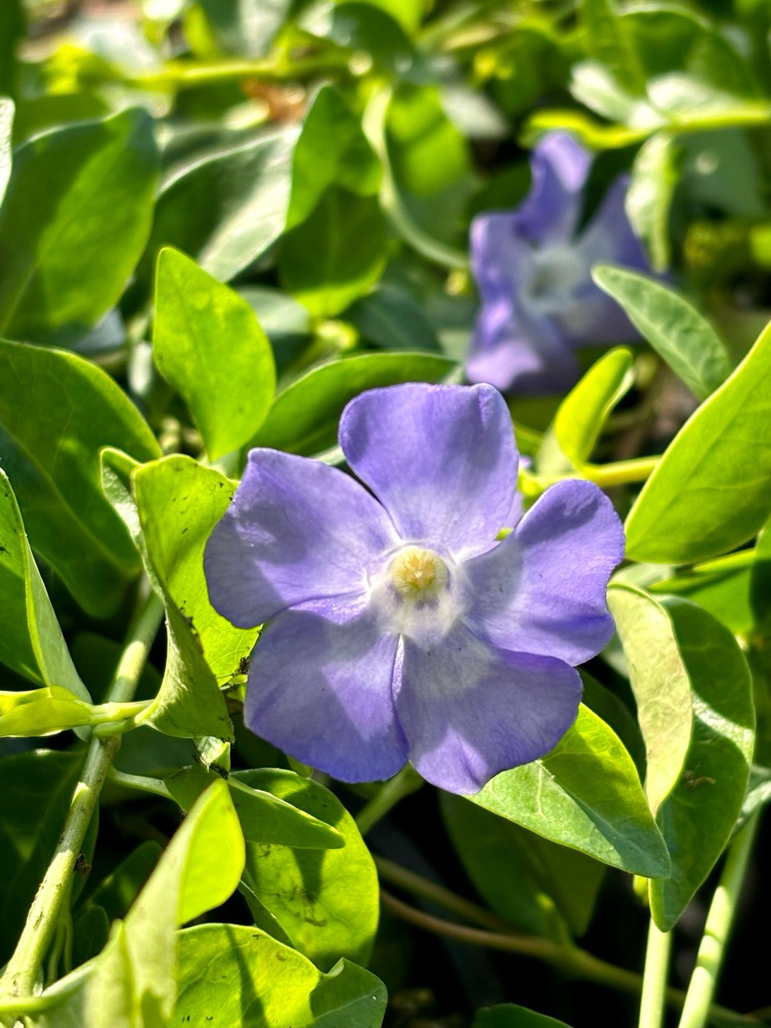 Vinca minor (maagdenpalm blauw) OP=OP