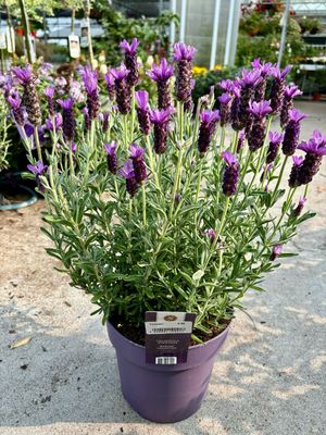 Vlinder lavendel (Lavandula stoechas) OP=OP