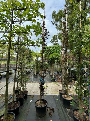 Fagus Syl. ‘Dawyck Purple’ (Rode en Groene Zeil Beuk) OP=OP